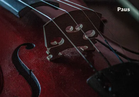 A close-up of a violin